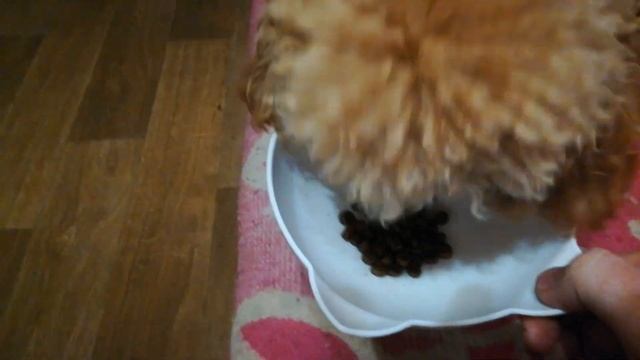 Стандартный ужин Варюши. Кормление той-пуделя смотреть онлайн