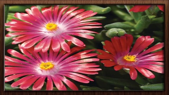 SUCULENTA (( TAPETE ROSA )) DELOSPERMA COOPERI PLANTA DE FÁCIL CULTIVO !! смотреть онлайн