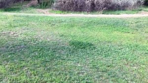 Муравьи-жнецы полетели! Брачный лёт Messor structor начинается. В поисках маток \\ Димон и пумба