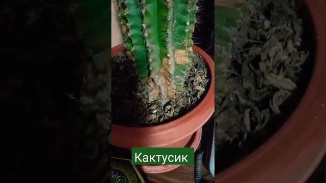 Домашний кактус вырос не реально. #рекомендации смотреть онлайн