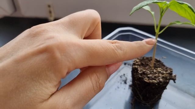 Можно ли заглублять рассаду перца и баклажана. Чем это чревато. смотреть онлайн