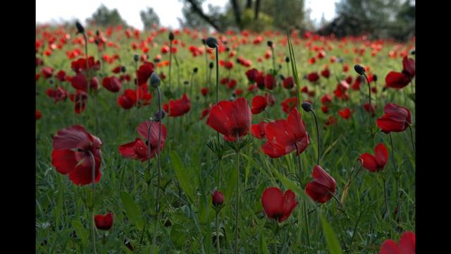 цветущий негев הנגב הפורח смотреть онлайн