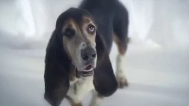 'Dog Whisperer' Caesar Milan Draws Inspiration from Hello Lionel Richie смотреть онлайн