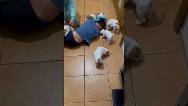 Слабонервным не смотреть! Стая диких собак напала на ребенка. смотреть онлайн