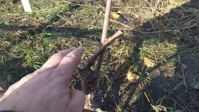 Осенняя обрезка и укрытие винограда на зиму. смотреть онлайн