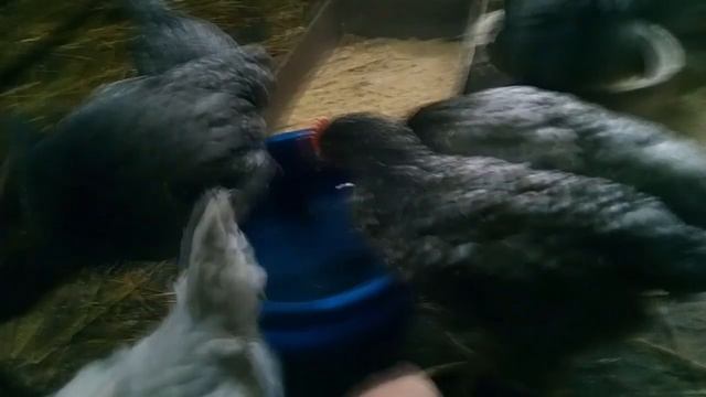 Куры голубого окраса Доминант Д 107 в 2 месяца яйценоскость до 300 яиц в год смотреть онлайн