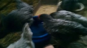 Куры голубого окраса Доминант Д 107  в 2 месяца яйценоскость до 300 яиц в год