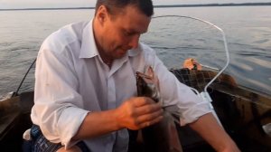 ладога ловля судака на тролинг