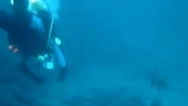 Proteus Wreck Sharks (August 2007) смотреть онлайн