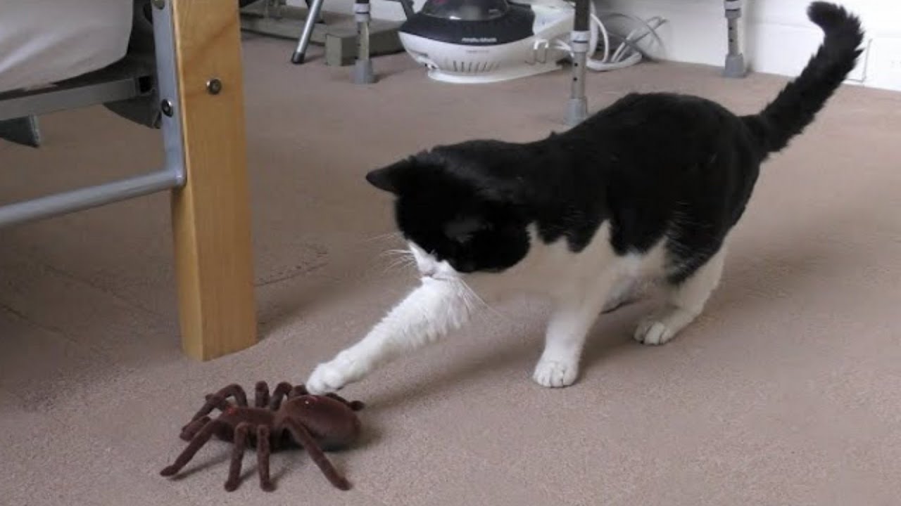 Если вы боитесь пауков, не смотрите это видео! смотреть онлайн