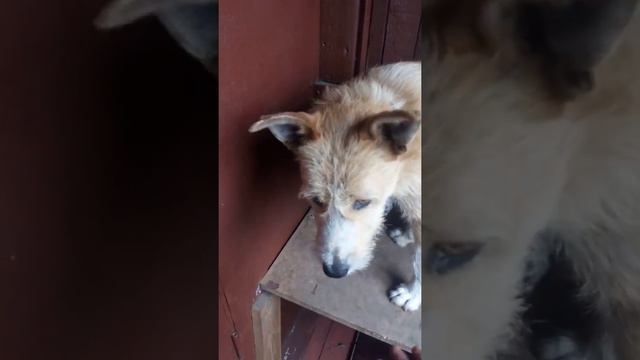 Мой пёс номер 1 смотреть онлайн