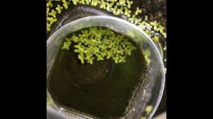 Как вырастить ряску быстро ??