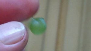 Дробилка для винограда ДВ 3 обзор