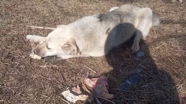 Семьи не видно...Серушка гуляет сама по себе!!! смотреть онлайн