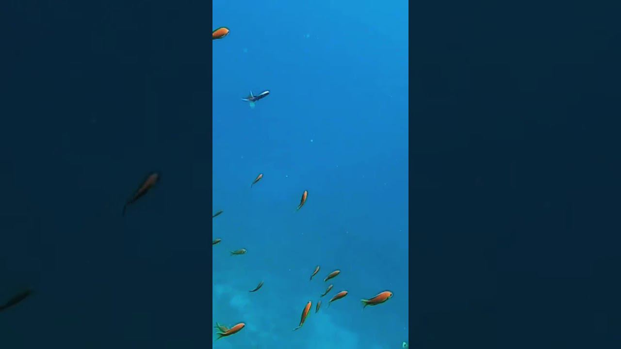 Кораллы и куча рыбок в Египте. смотреть онлайн