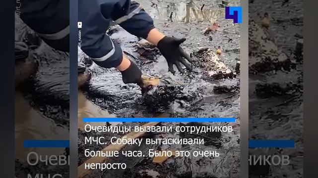 Сотрудники МЧС спасли собаку от смерти в мазутной яме в Биробиджане смотреть онлайн