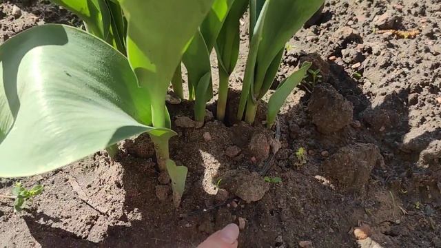 Плюсы посадки тюльпанов в горшки‼ ???Мой мобильный тюль пановый садик ‼ смотреть онлайн
