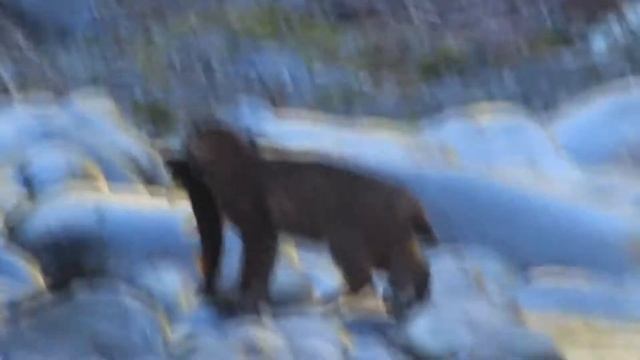 РЫСЬ ПОЙМАЛА РЫБУ! Рысь охотиться! Смешные видео про животных! смотреть онлайн