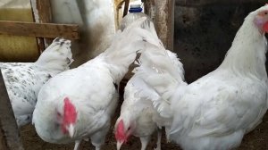 Куры породы Пушкинская, Питерской селекции