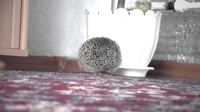 Ёжик по имени Стеша смотреть онлайн