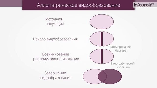 Видообразование | Биология 11 класс #6 | Инфоурок смотреть онлайн