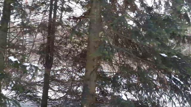 Пихта белокорая. Небольшой обзор. смотреть онлайн