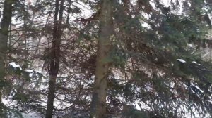 Пихта белокорая. Небольшой обзор.