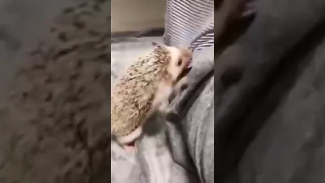 Суровый ежик?? смешное видео с ежом #приколы #животные #ёжик смотреть онлайн
