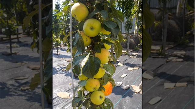 Яблоня колоновидная Медок /характеристика сорта яблони Медок смотреть онлайн