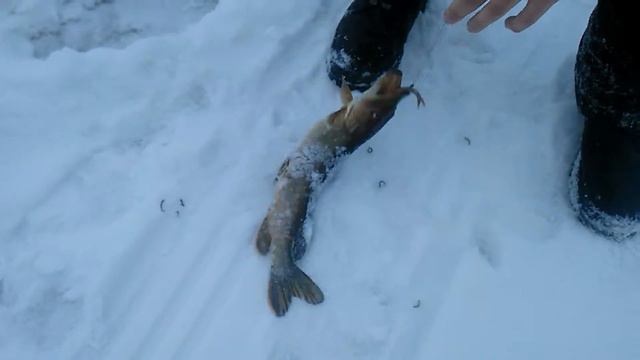 Видео рыбалка на птичи короткометражные видео смотреть онлайн