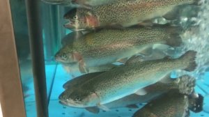 Форель в аквариуме