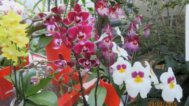 Орхидея грациозна, Нежной хрупкости полна, Расцвела в укор морозам У застывшего окна. смотреть онлайн