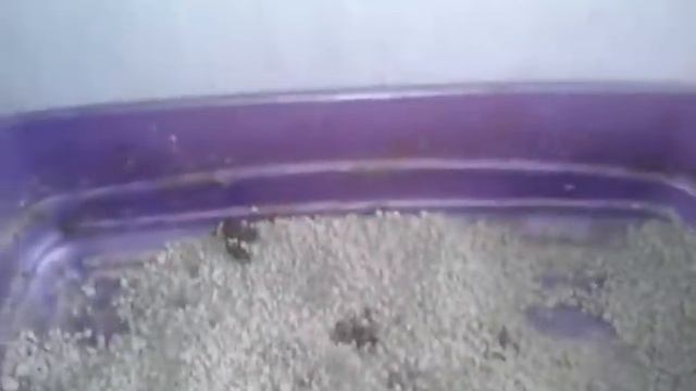 Купила свою мечту. МНЕ ПОДАРИЛИ КОТЁНКА смотреть онлайн