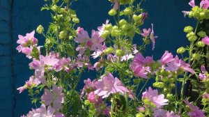 Загородная жизнь. Сидальцея розовая.