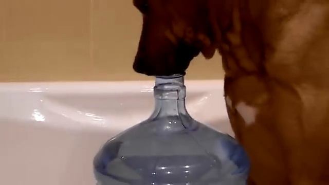 сушняки смотреть онлайн