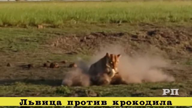 Противостояние в дикой природе (вторая часть) #не смотреть онлайн