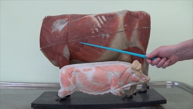 Мышцы плечевого пояса сельскохозяйственных животных смотреть онлайн