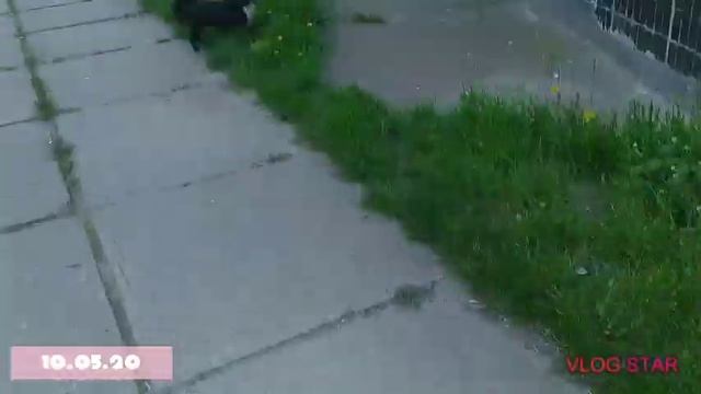 Японский Хин после родов||Японский Хин щенок смотреть онлайн