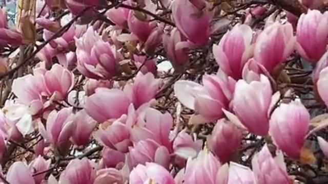 Сура 33. Аль Ахзаб. смотреть онлайн