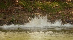 Великаны планеты 3 серия «Гигантская выдра» (документальный сериал, 2023)