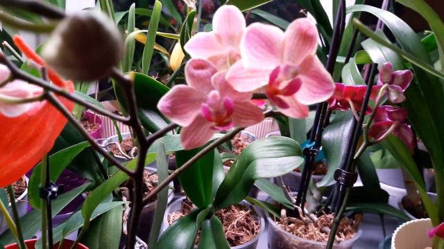 My orchid collection in 60 seconds смотреть онлайн