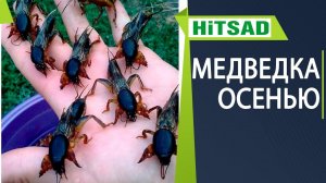 Избавляемся от медведки сейчас - СРОЧНО - Борьба с медведкой осенью. Почему?