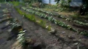 Электрокультиватор