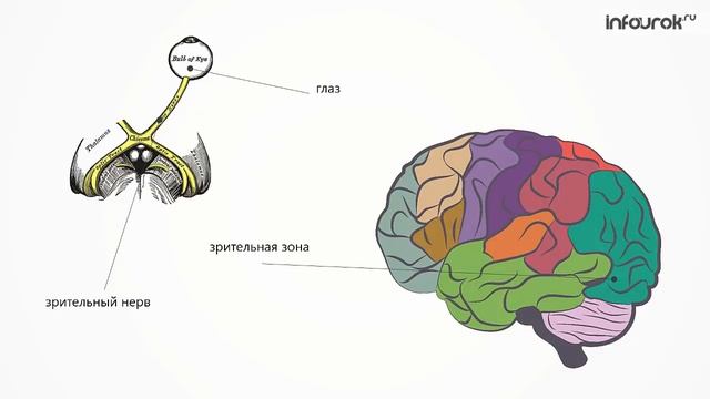 Нервная система и органы чувств | Окружающий мир 4 класс #35 | Инфоурок смотреть онлайн