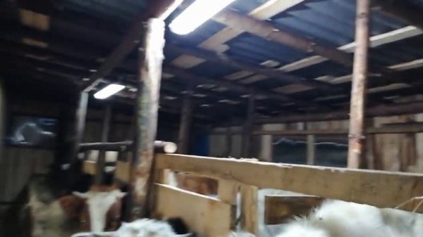 НУ НЕ МОГЛА Я ВАМ ЭТО НЕ ПОКАЗАТЬ!НОВЫЙ ТЕЛЕНОК И НОВЫЙ САРАЙ!КАК РАЗМЕСТИЛИ 16 ТЕЛЯТ И ТЕЛКУ!