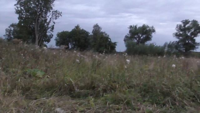 На урочище за деревенщиной с МД МеталлоКОП 2022 смотреть онлайн