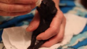 Как ухаживать за новорожденным котенком