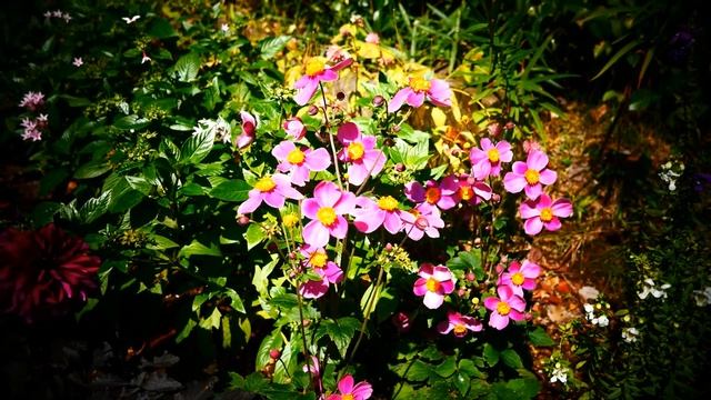 1114-1#園芸#シュウメイギク#秋明菊#家の周り#Gardening#Anemone hupehensis var. japonica#around the my house#20220925 смотреть онлайн