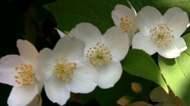 Жасмин. Дачные картинки 2022. смотреть онлайн