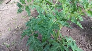 Петруша огородник -  томат для ленивых